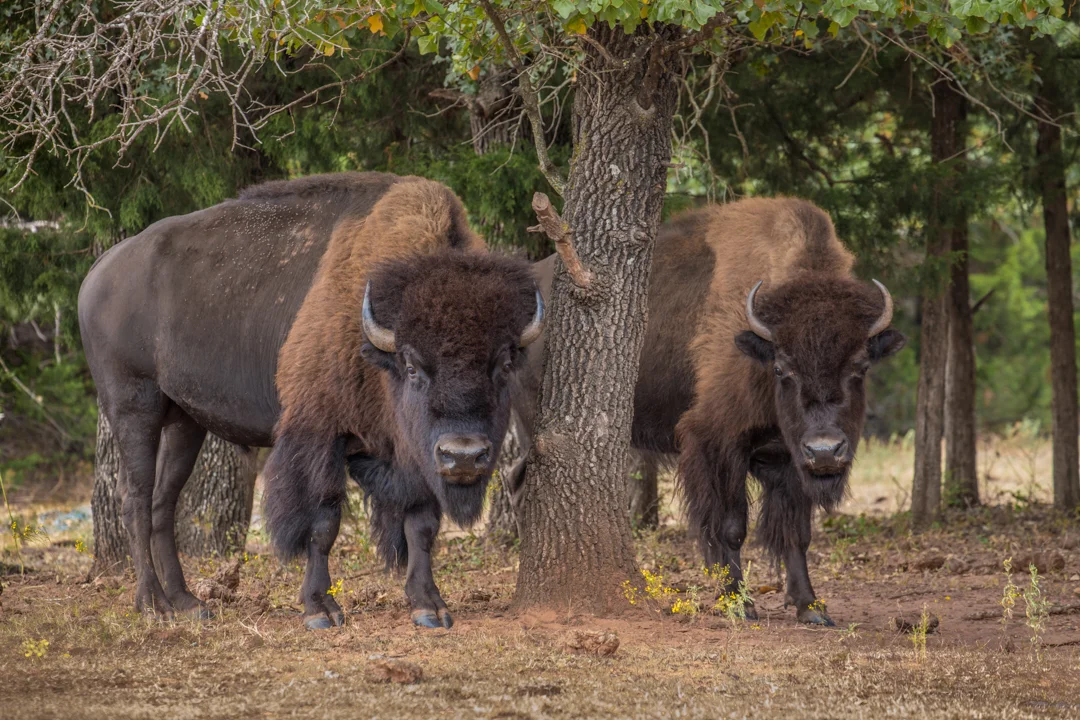 MarvinClineBison-7.jpg