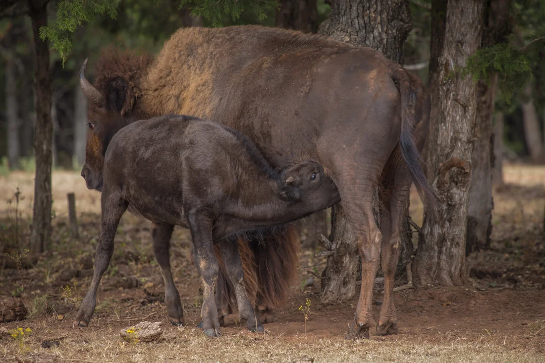 MarvinClineBison-10.jpg
