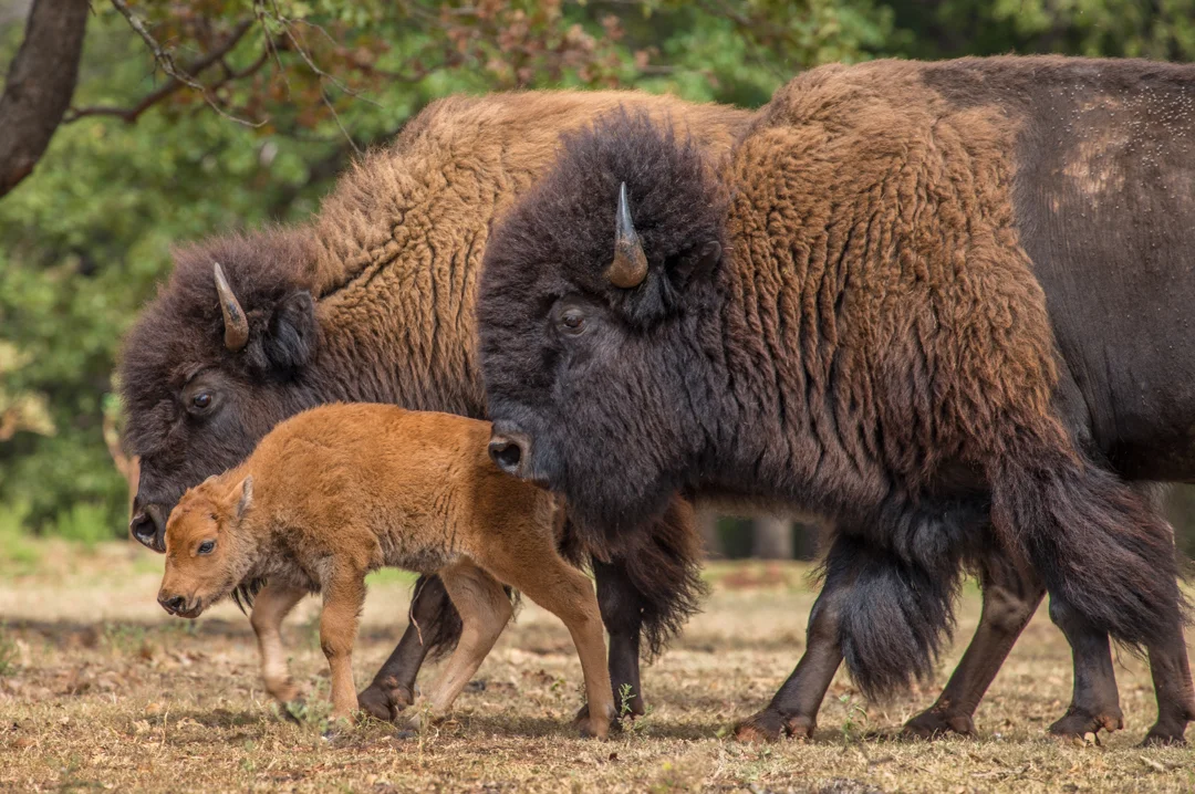 MarvinClineBison-24.jpg