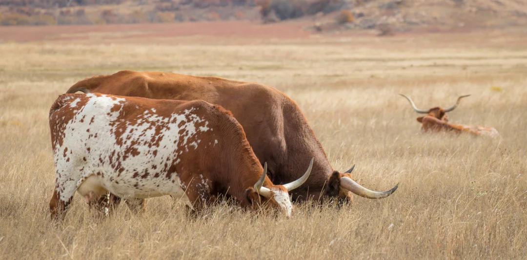 WichitaWildlife-12.jpg