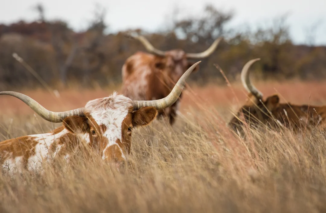 WichitaWildlife-15.jpg