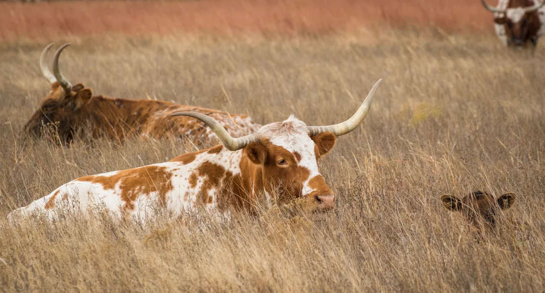 WichitaWildlife-16.jpg