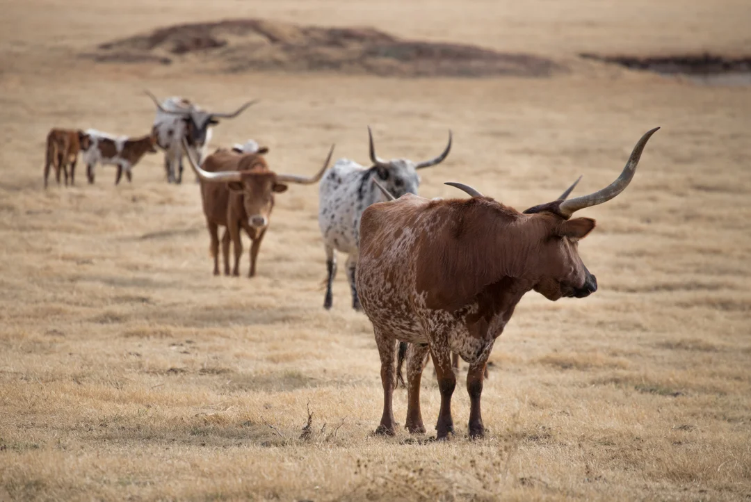 Arcadia, Oklahoma Longhorn Steers