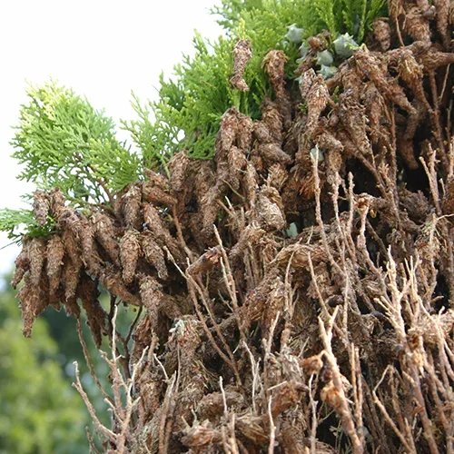  Bagworm  
Common Hosts: Arborvitae, Spruce, Juniper, many others