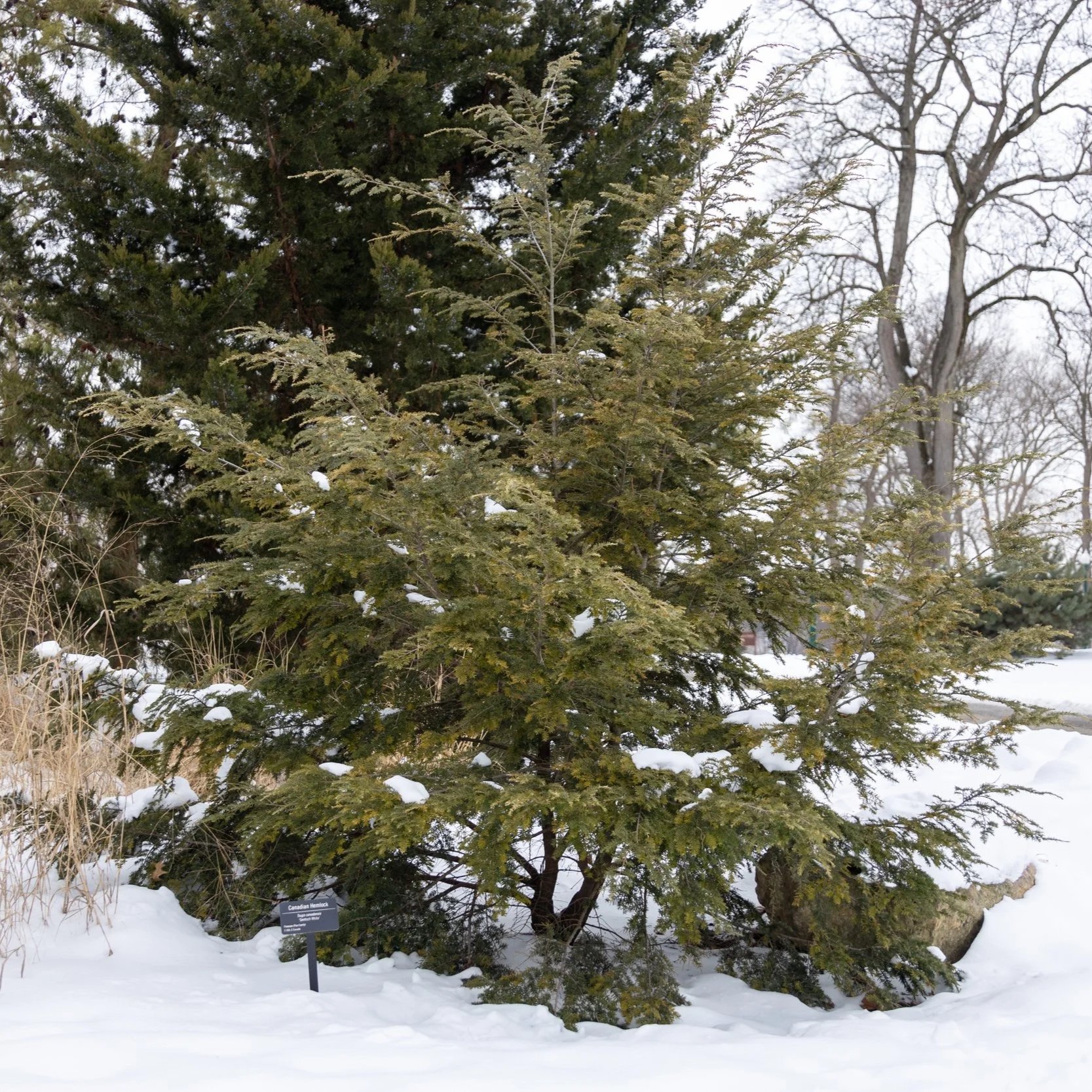Russell Tree Russell Tree Experts — Comparing Conifers of Central Ohio