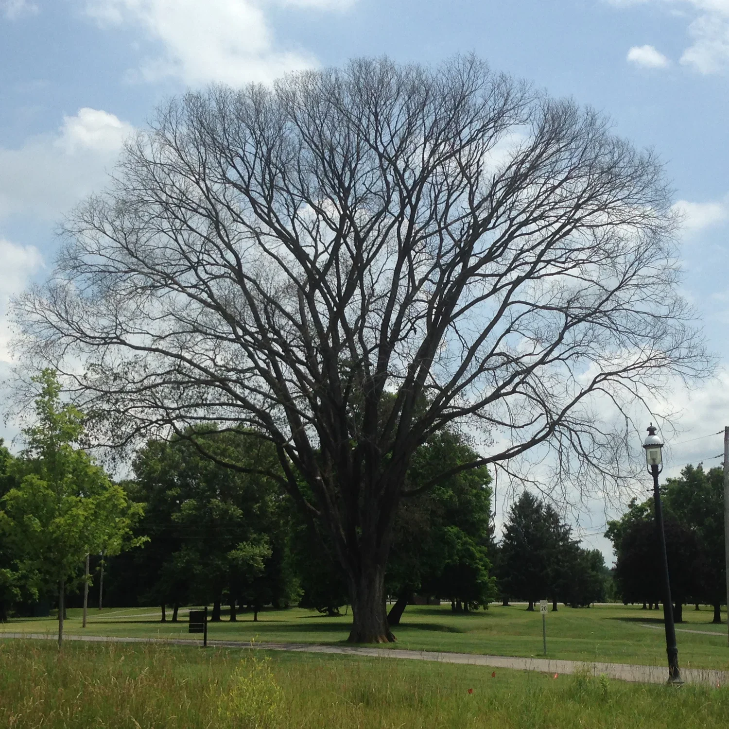  Dutch Elm Disease  
Common Hosts: American Elm