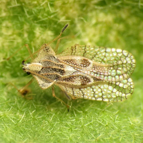  Lace Bug  
Common Hosts: Azalea