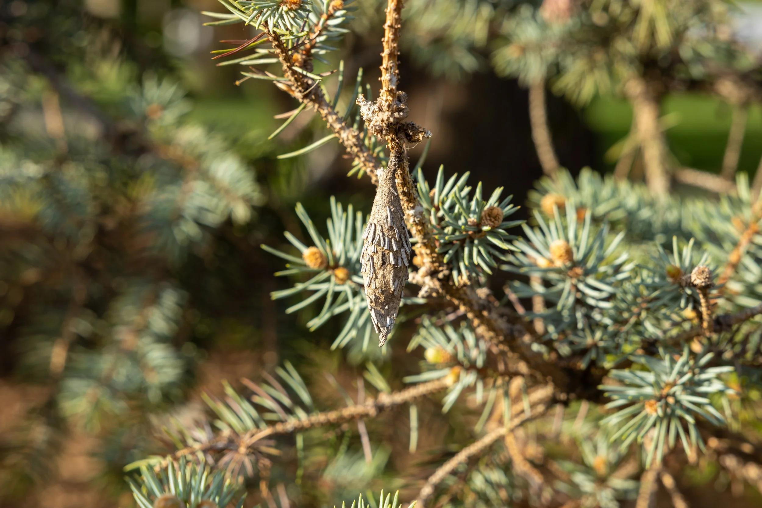 Russell Tree Experts — Bagworms Why they are bad news & How to get rid