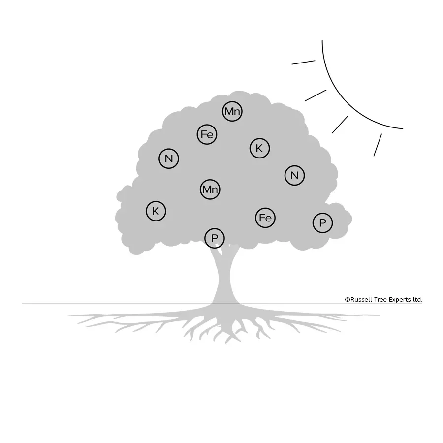  STEP 3 
Evapotranspiration   
Through this process the tree is able to move nutrients from the soil, up the trunk, and into the outer canopy, carrying them dissolved in water to be used as needed. This process continues throughout the growing season