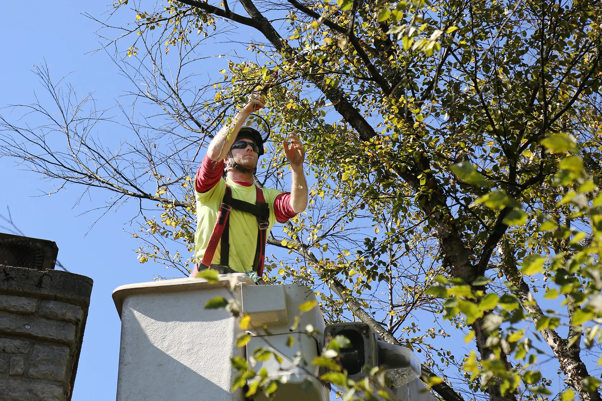 171019_rte_treework_0283.jpg