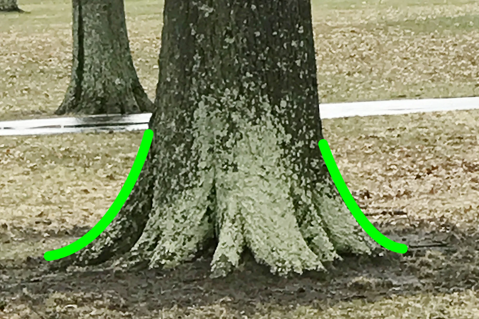 Good - Root flare is above ground