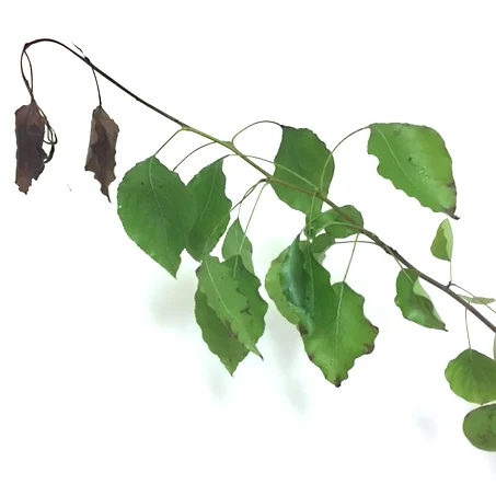 The "Shepherd's Crook" - a sign of a tree being infected with Fire Blight