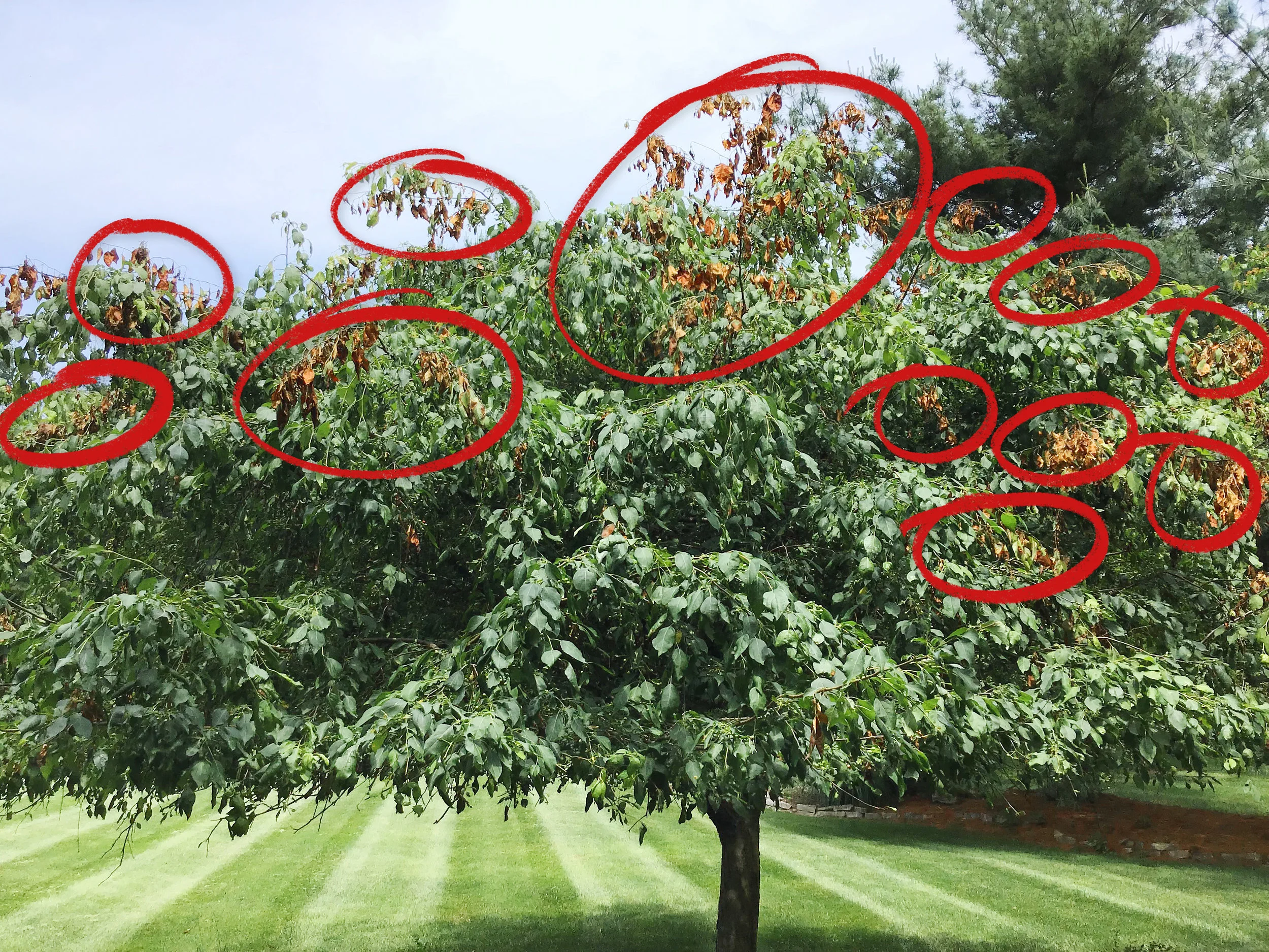 A Crabapple tree infected with Fire Blight