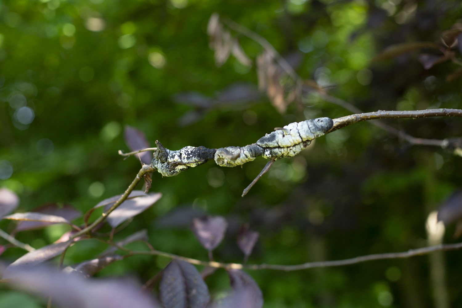 180710_rte_black_knot_0022.jpg