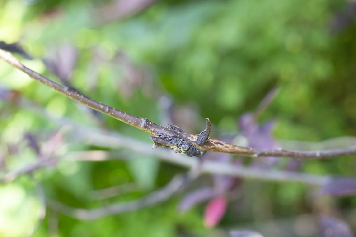 Early Stages of Black Knot in a Purple Plum Tree in Blacklick, Ohio