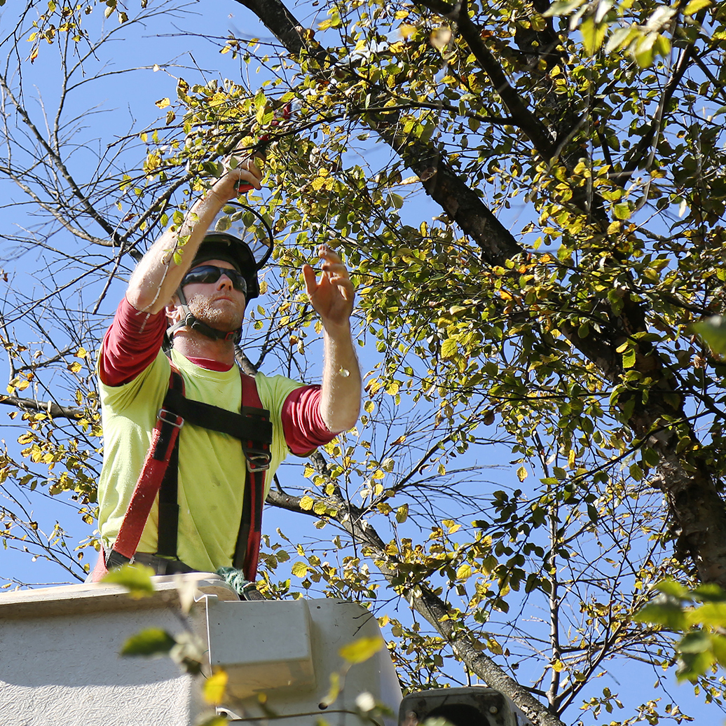 171019_rte_treework_0283-square.jpg