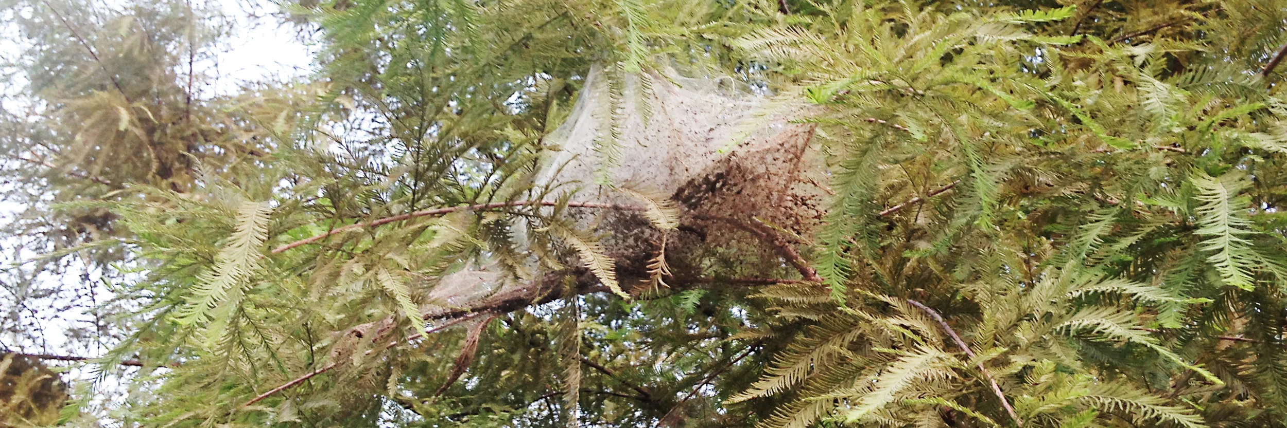 Fall webworm on Bald cypress