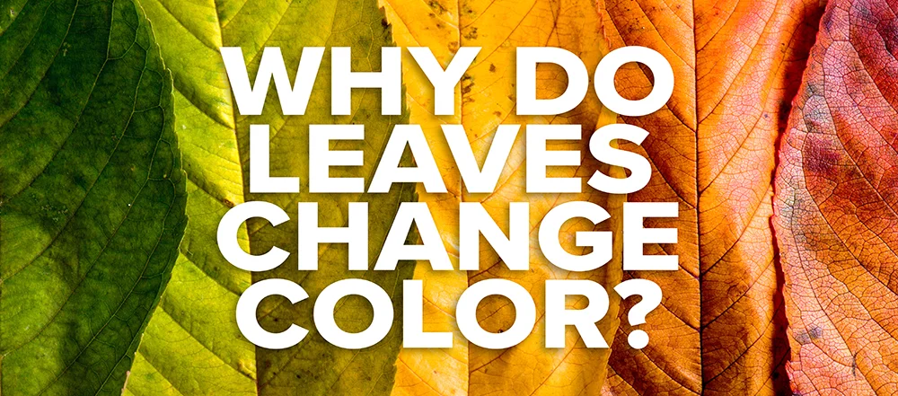 180925-leaves-change-color.jpg