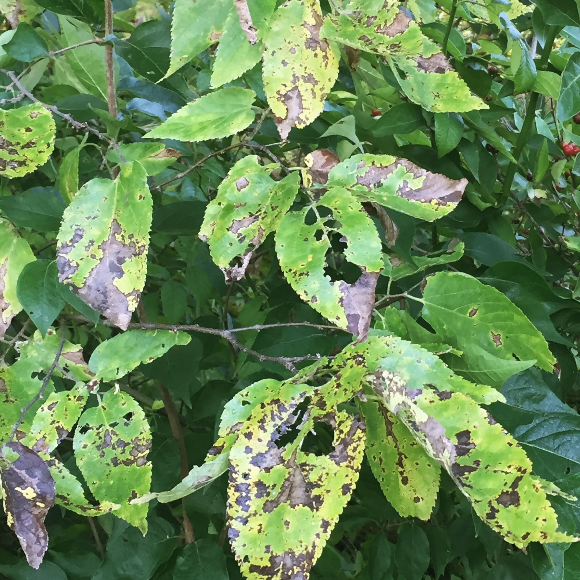 Hackberry. Foliar fungus (possibly) with some insect feeding damage.