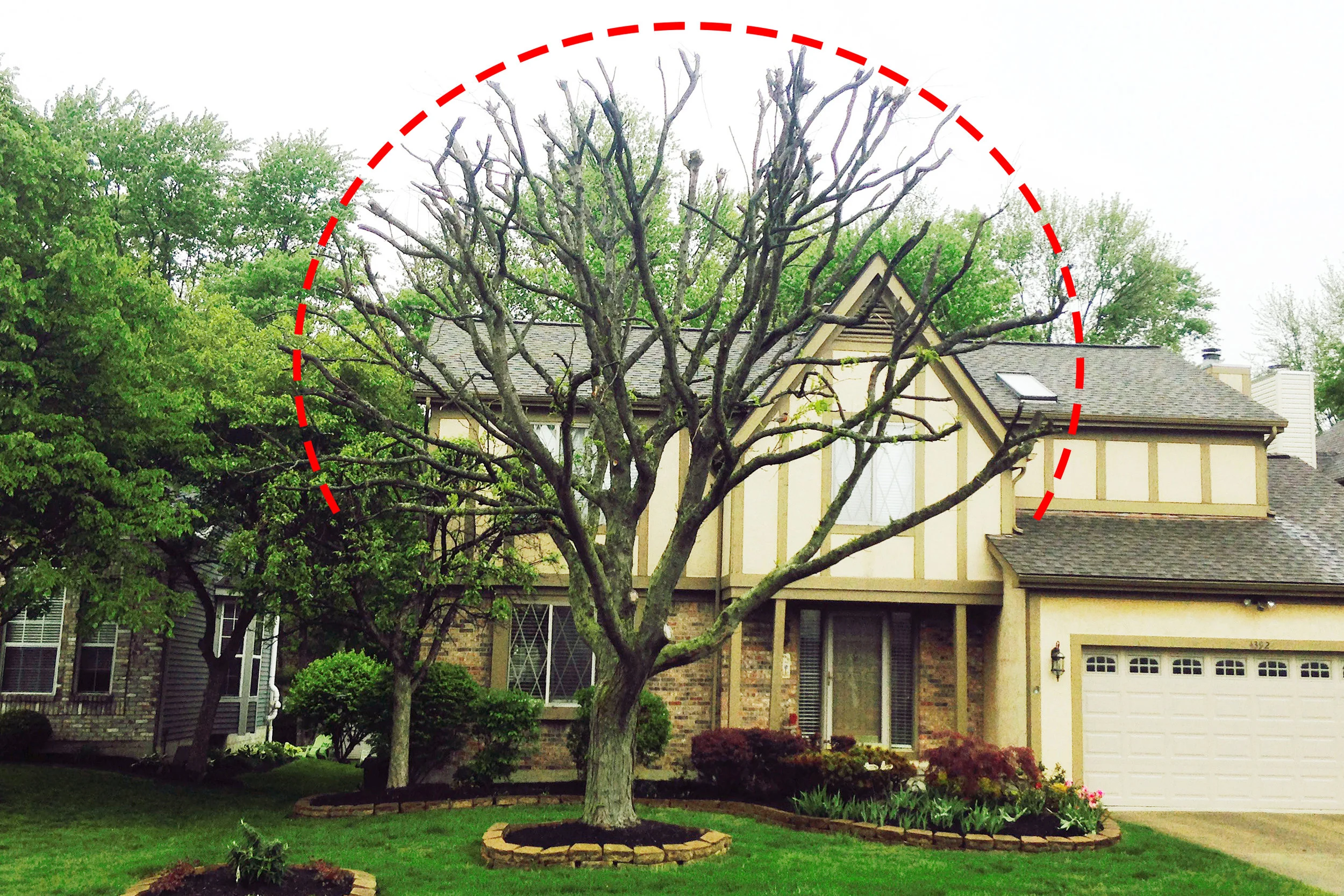 Residential tree improperly trimmed called “topping” (click to enlarge)