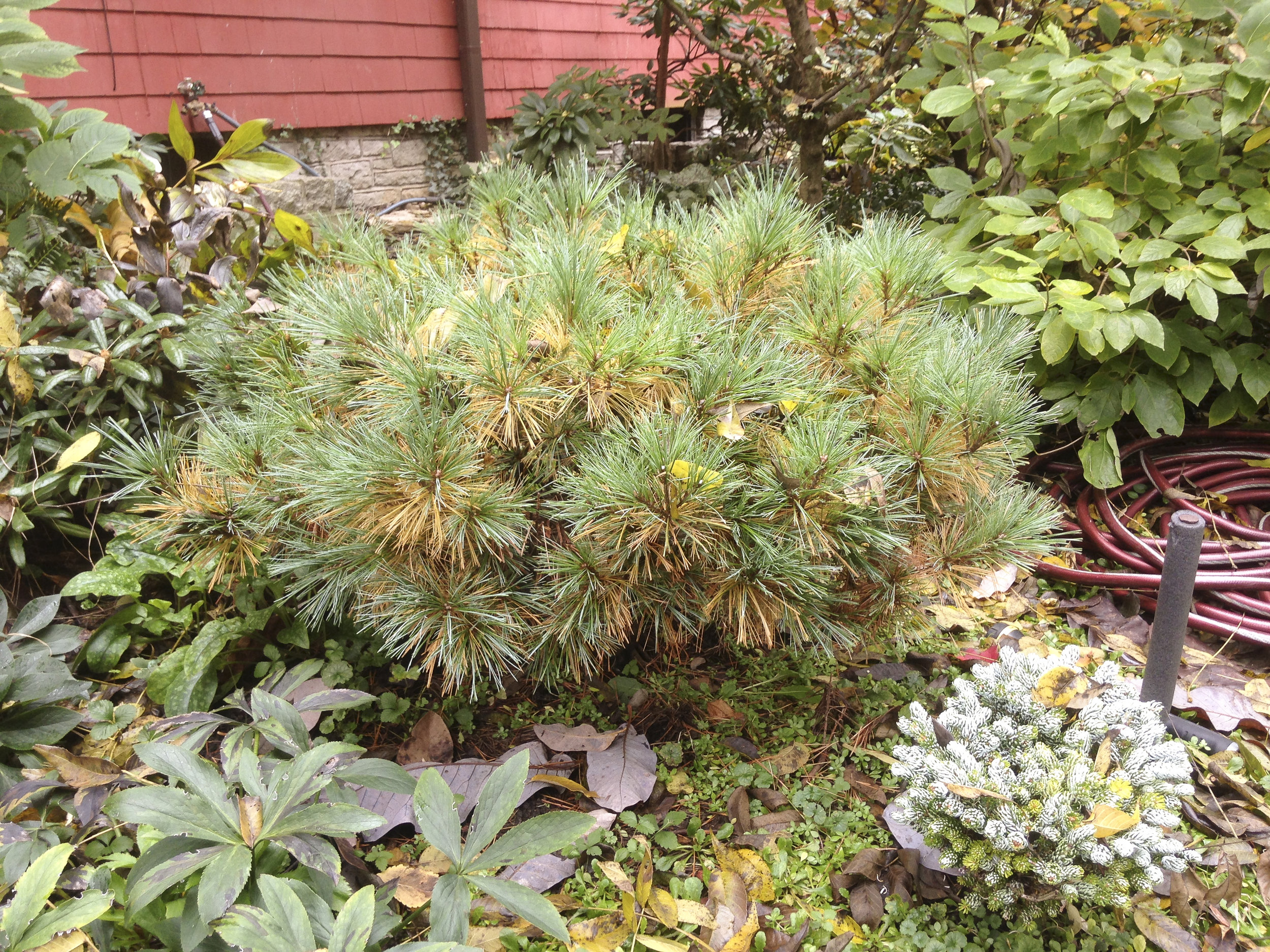  Dwarf White Pine 