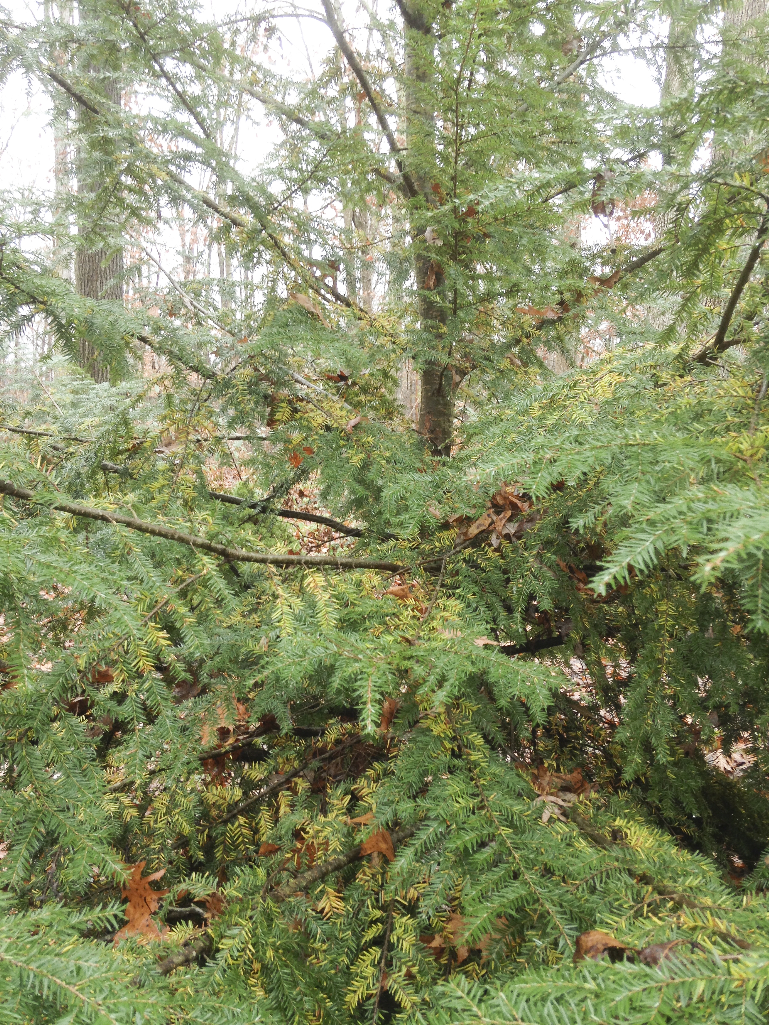 Hemlock