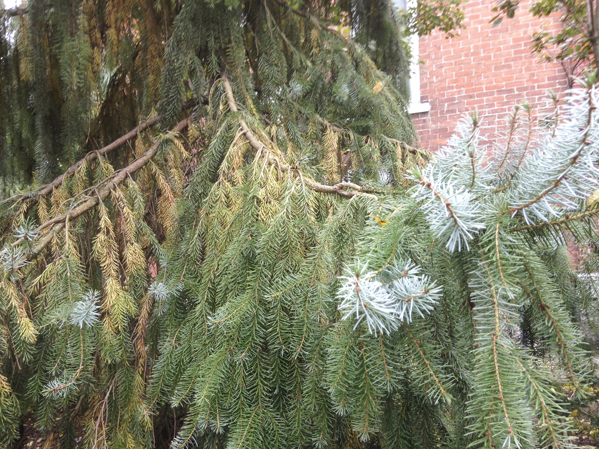  Serbian Spruce 