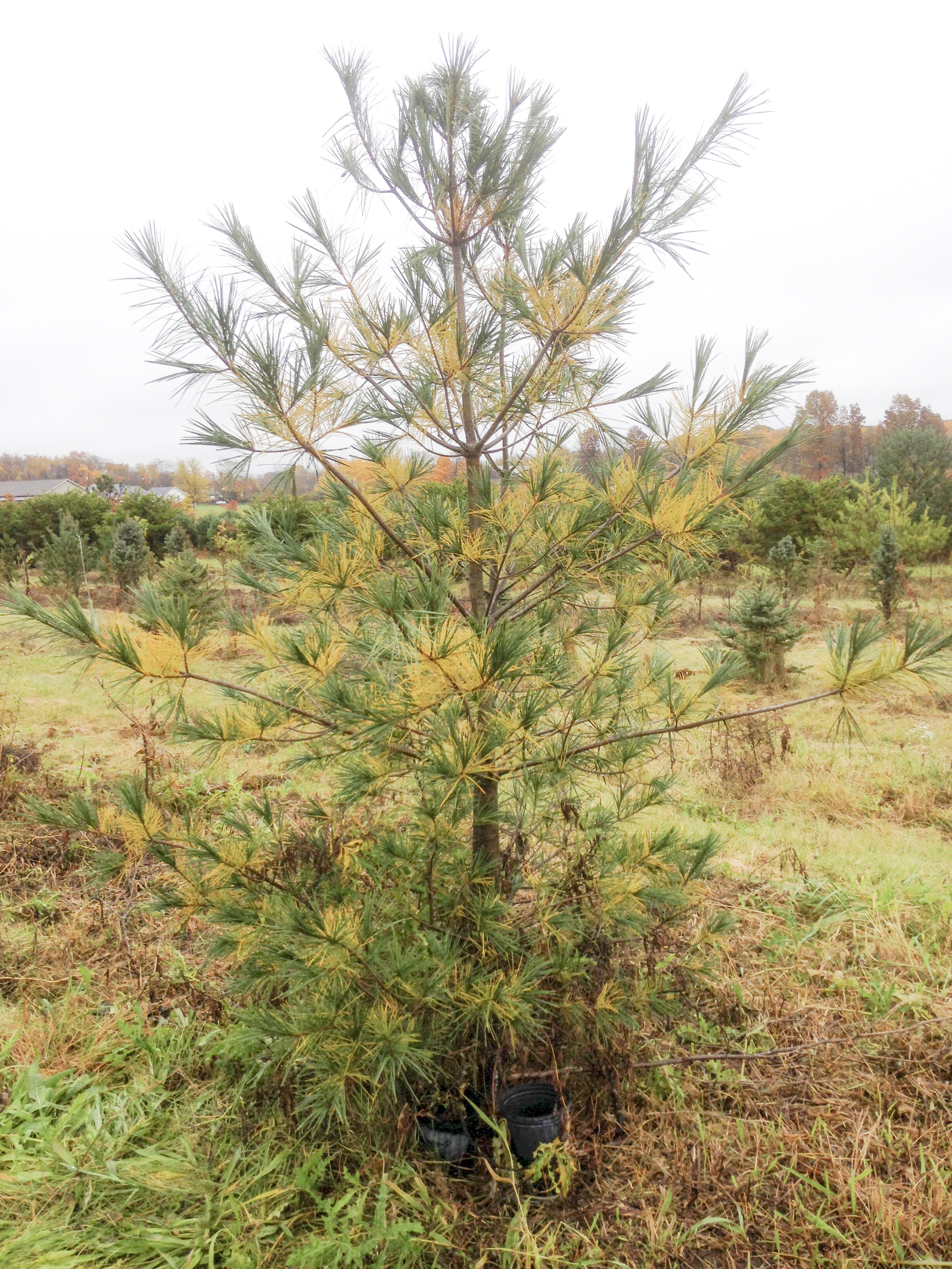 White Pine