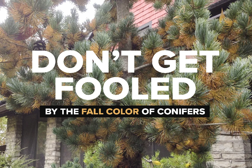 conifer-fall-color-cover.jpg
