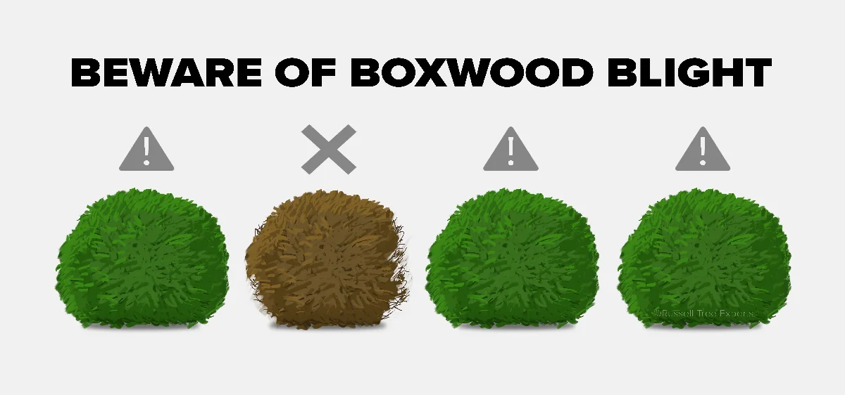 181211-boxwood-blight.jpg