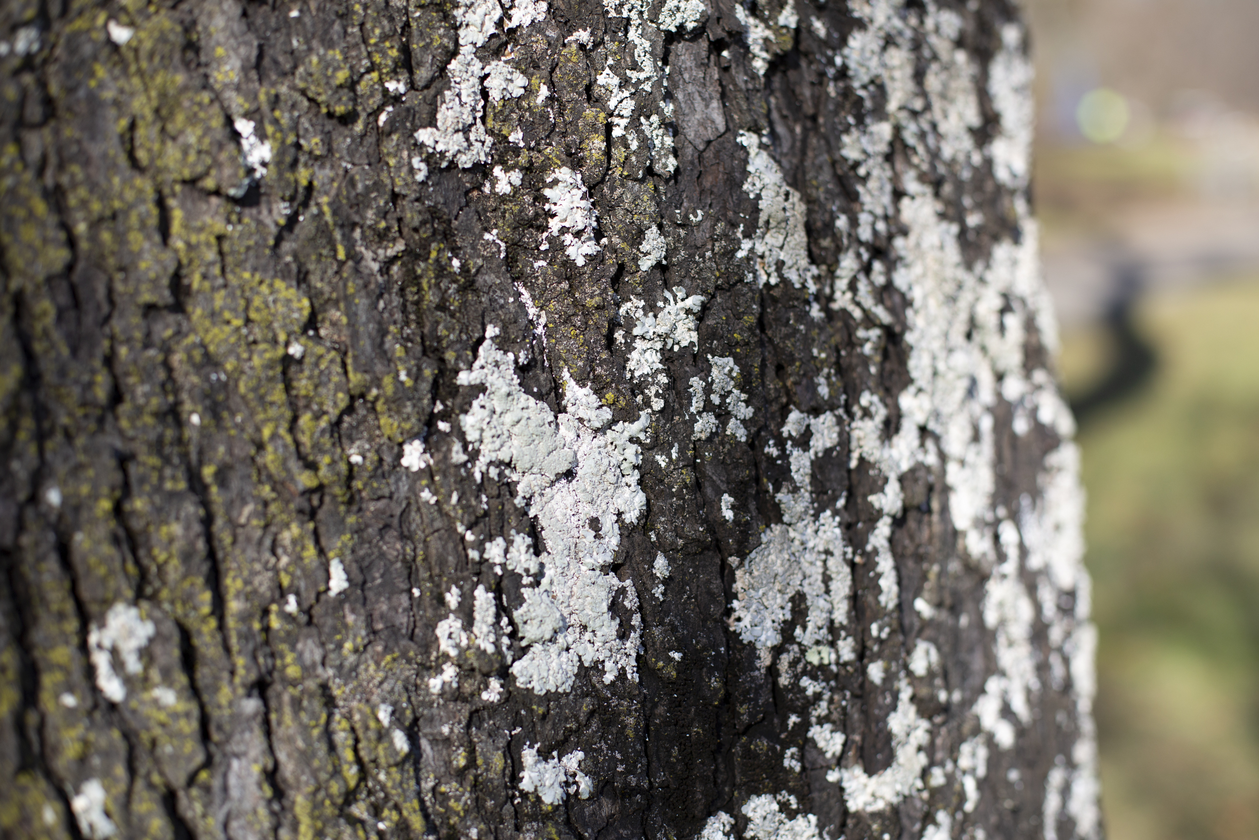190104_rte_lichen_0019.jpg
