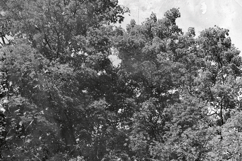 181022_rte_fall_color_0099-v3.gif