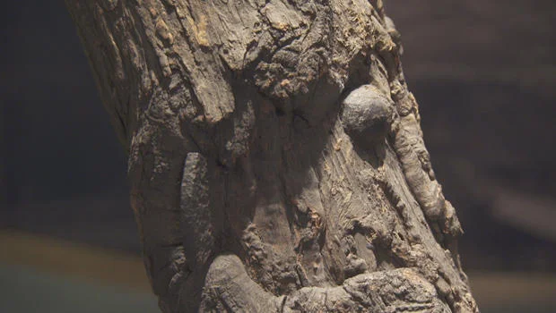 Cannon shot and metal shrapnel from the Battle of Gettysburg buried in the tree trunk