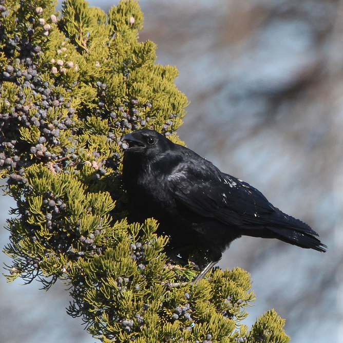 east-red-cedar-juniperus virginiana crow.jpg