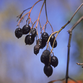 viburnum prunifolium.jpg