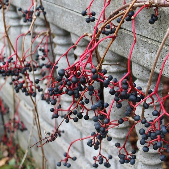 virginia-creeper-berries.jpg
