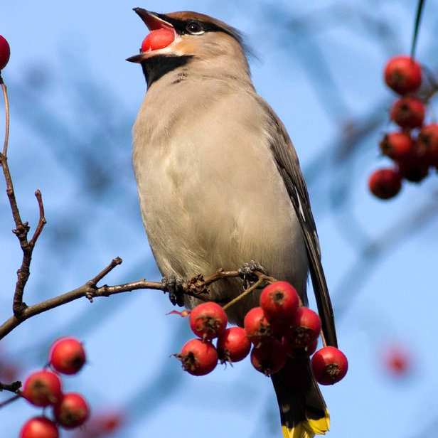 hawthorn fruit cedar waxwing.jpg
