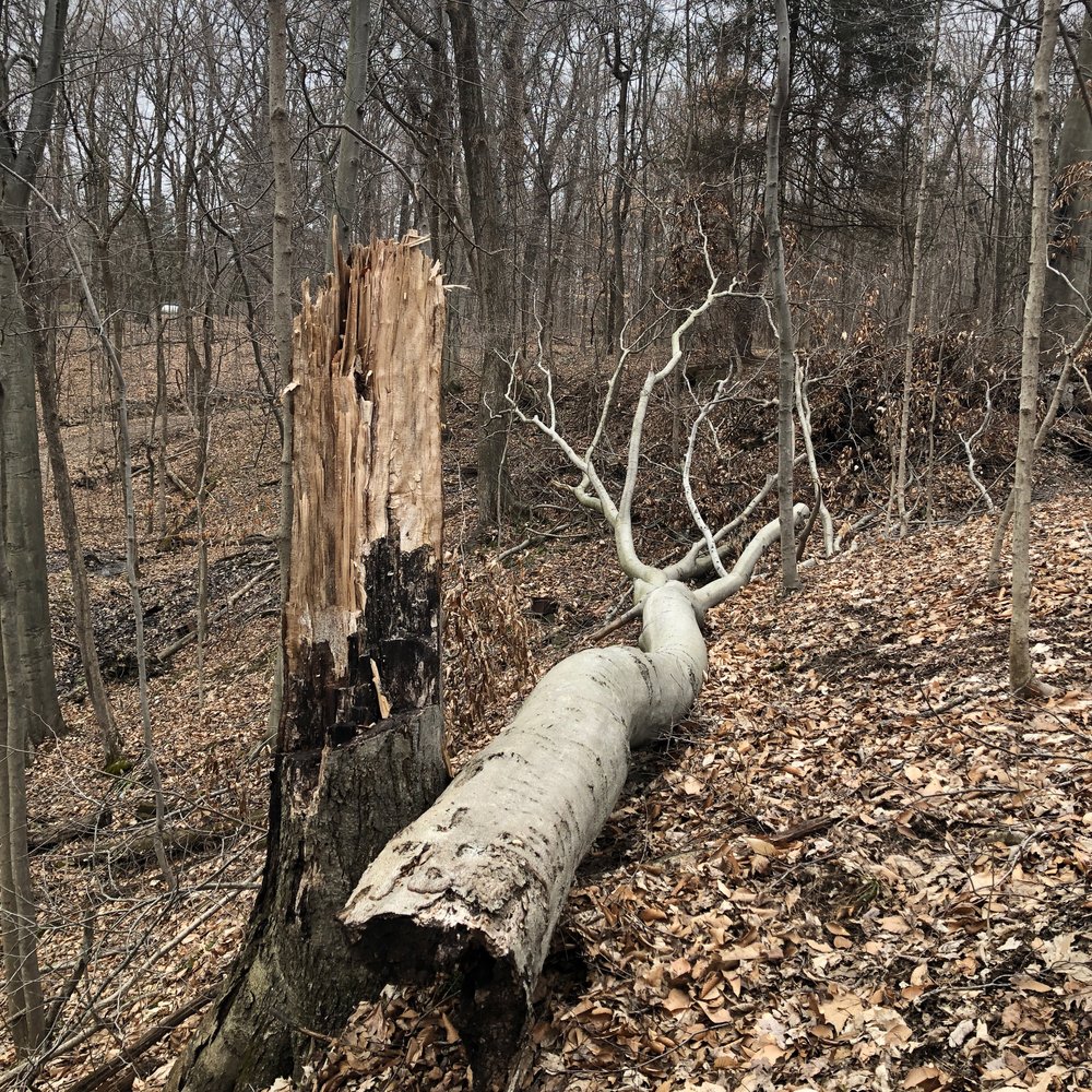 Russell Tree Experts — Tree Law: 