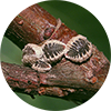 european-elm-scale-circle-s.png