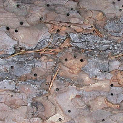 conifer-bark-beetle.jpg