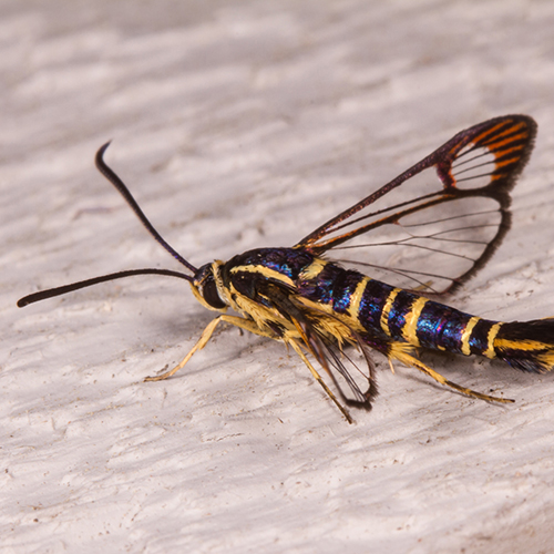 dogwood-borer-moth.jpg