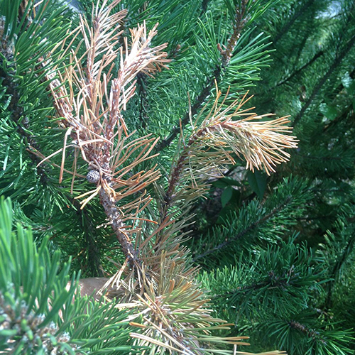 white-pine-weevil.jpeg