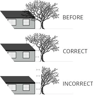 Pruning+to+clear.jpg