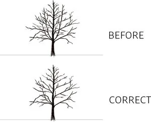 Russell+Tree+Experts+Maintenance+Pruning.jpg