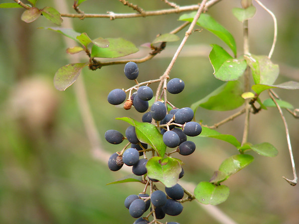 blackhaw viburnum fruit.jpg