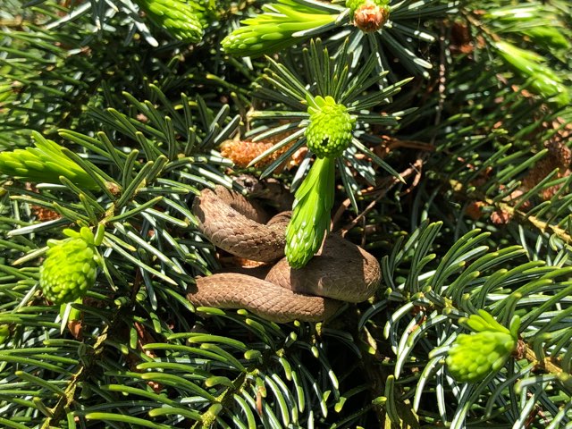 Weeping Serbian Spruce (with guest)