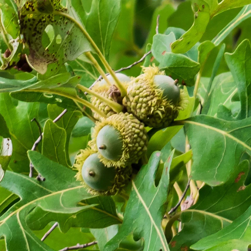 The BIG Bur Oak Acorns