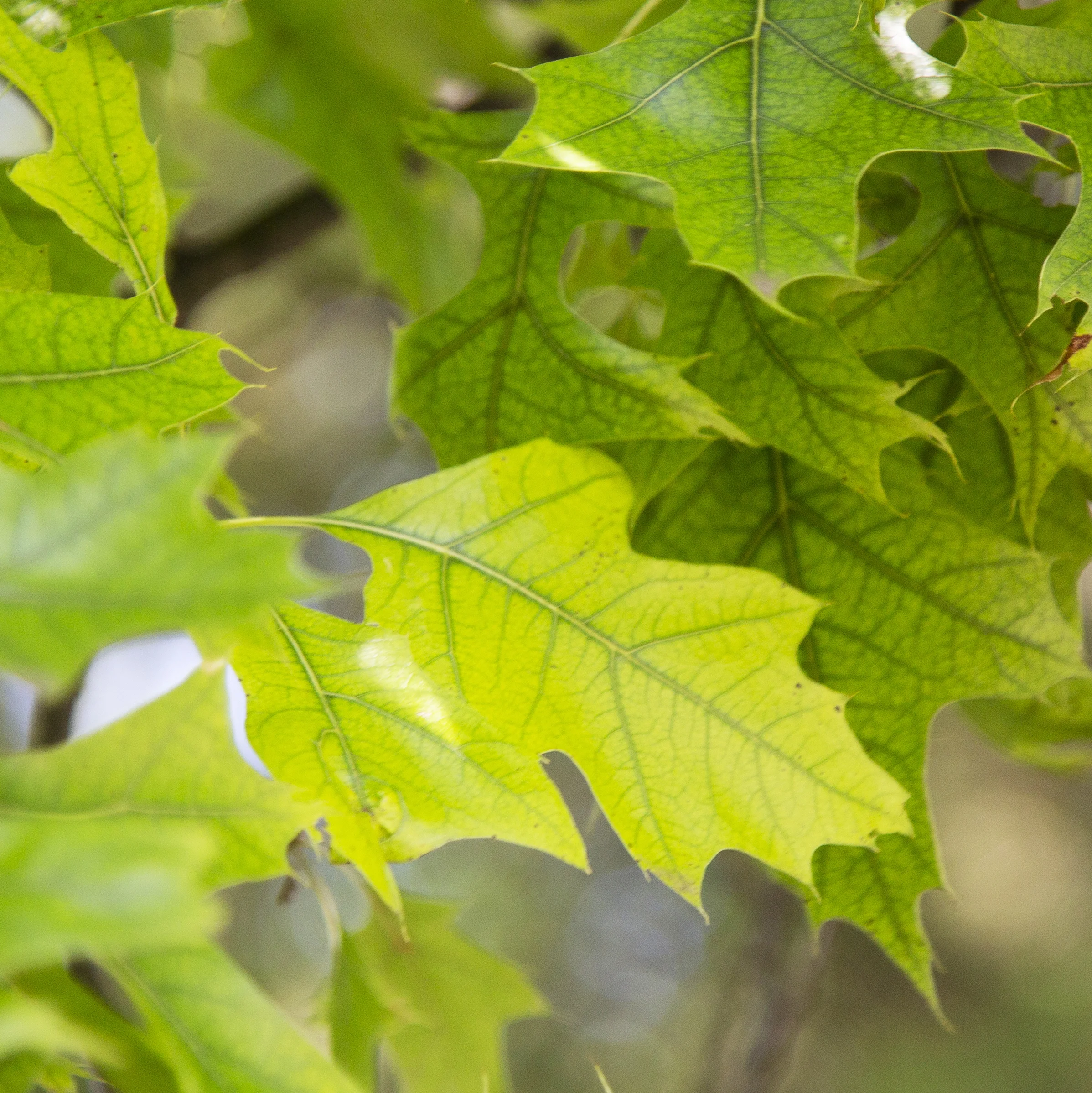 Chlorosis in a Pin Oak in Bexley, Ohio