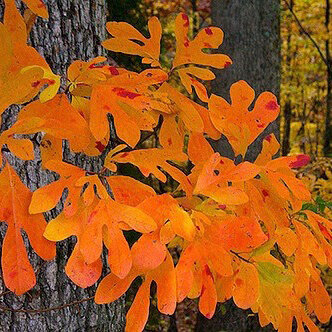 sassafras.jpeg
