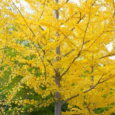 ginko.jpeg